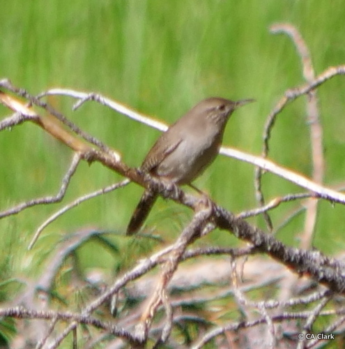 iNaturalist observation photo of Northern House Wren