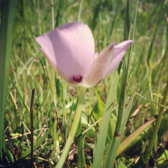 Calochortus uniflorus