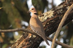 Streptopelia capicola