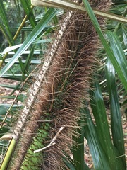 Calamus radicalis