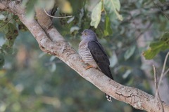 Cuculus gularis