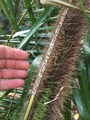 Calamus radicalis