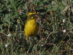 Crithagra flaviventris