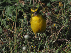 Crithagra flaviventris