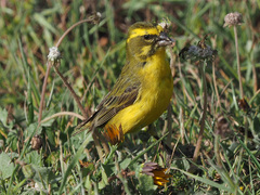 Crithagra flaviventris