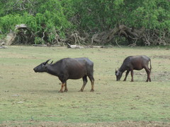 Bubalus arnee