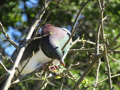 Hemiphaga novaeseelandiae