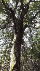 Copaifera langsdorffii