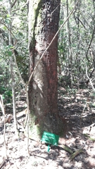 Copaifera langsdorffii