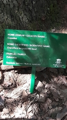 Copaifera langsdorffii