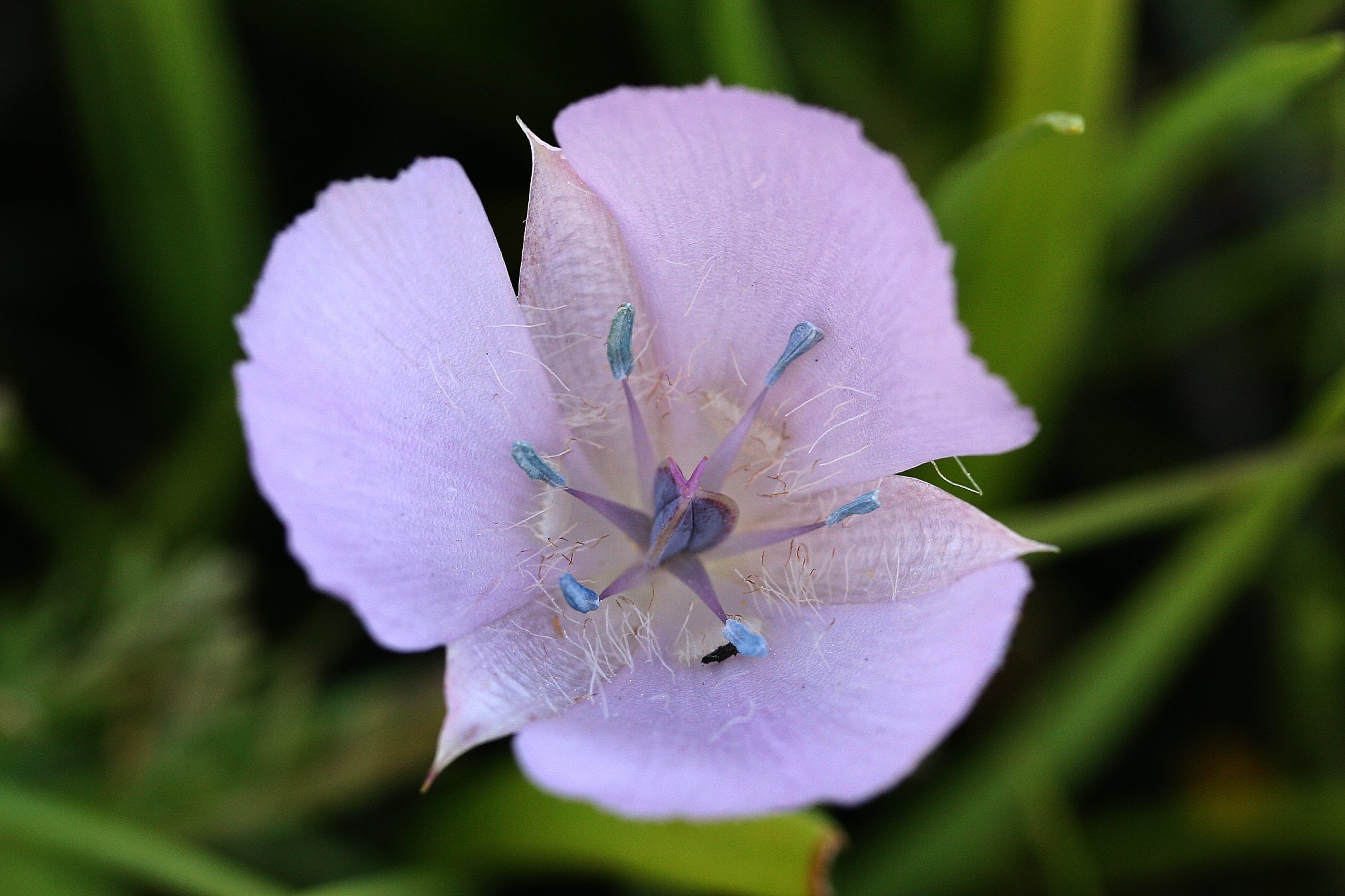 Calochortus uniflorus