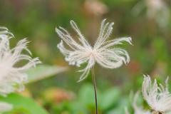 Geum pentapetalum