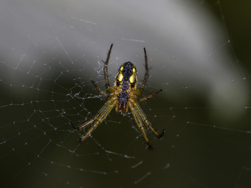 Cricket-bat Orbweaver