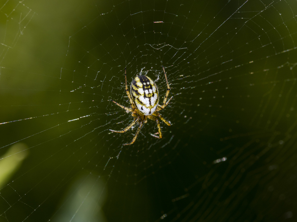 Cricket-bat Orbweaver