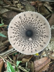 Macrolepiota eucharis
