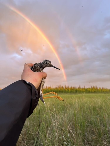 Lesser Yellowlegs, Cantwell, AK, US, photo 7 of 10