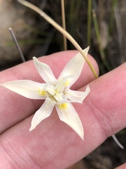 Moraea viscaria