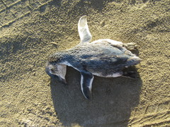 Eudyptula minor albosignata