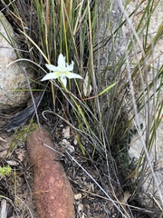 Moraea viscaria