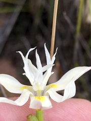 Moraea viscaria