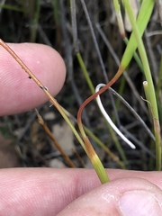 Moraea viscaria