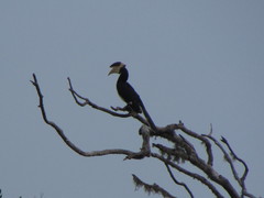 Anthracoceros coronatus