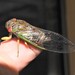 Psaltoda claripennis - Photo (c) Dezmond Wells, algunos derechos reservados (CC BY-NC), uploaded by Dezmond Wells