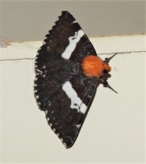 Buzara latizona
