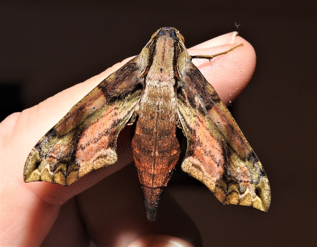 Eupanacra splendens