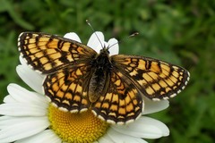 Melitaea athalia