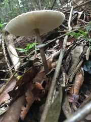 Macrolepiota eucharis