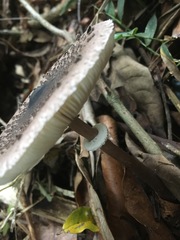 Macrolepiota eucharis