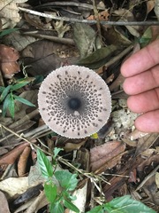 Macrolepiota eucharis