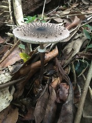 Macrolepiota eucharis