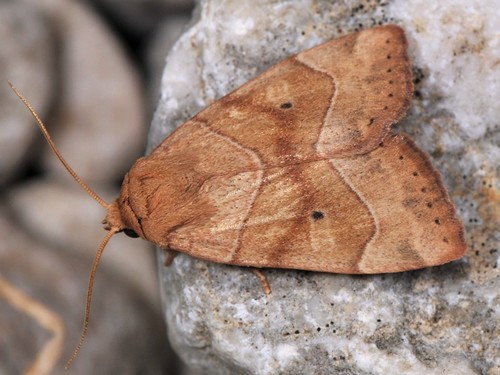 Cosmia trapezina (Linnaeus, 1758)