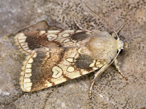 Dicycla oo (Linnaeus, 1758)
