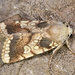 Heart Moth - Photo (c) Paolo Mazzei, some rights reserved (CC BY-NC), uploaded by Paolo Mazzei
