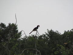 Anthracoceros coronatus