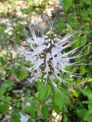 Orthosiphon aristatus