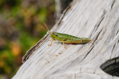 Zubovskya koeppeni parvula