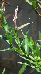 Persicaria madagascariensis