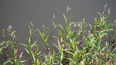 Persicaria madagascariensis