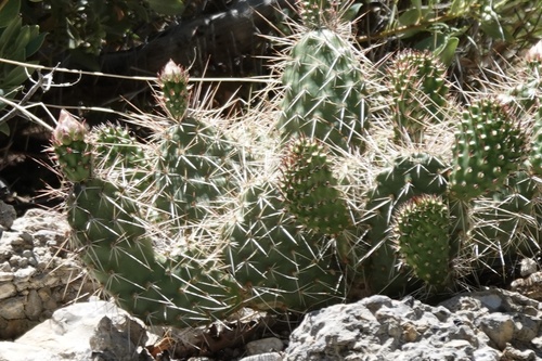 Charleston's Pricklypear (Opuntia ×)