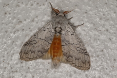 Calliteara farenoides