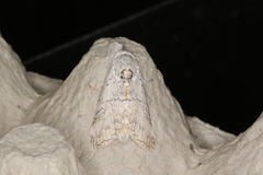 Calliteara farenoides