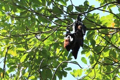 Pteropus hypomelanus