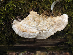 Tyromyces fumidiceps