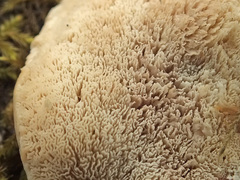 Tyromyces fumidiceps