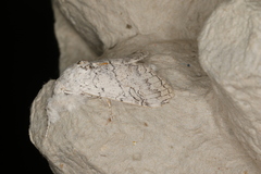 Calliteara farenoides