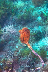 Pyura gibbosa